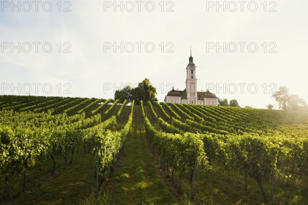 Birnau pilgrimage church and vineyards, sunrise, Uhldingen-Mühlhofen, Lake Constance, Baden-Württemberg, Germany, Europe