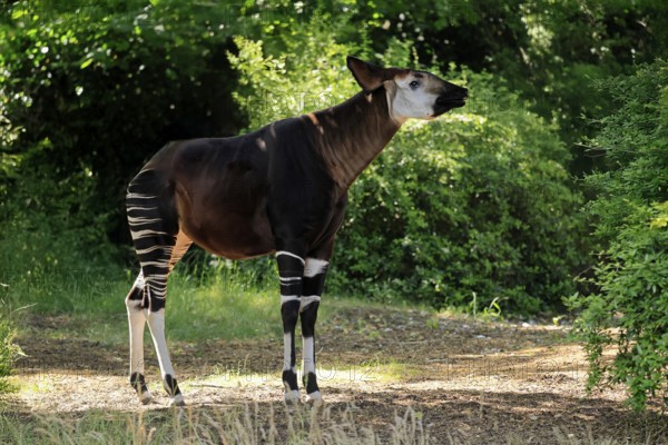 Okapi (Okapia johnstoni), adult, foraging, captive