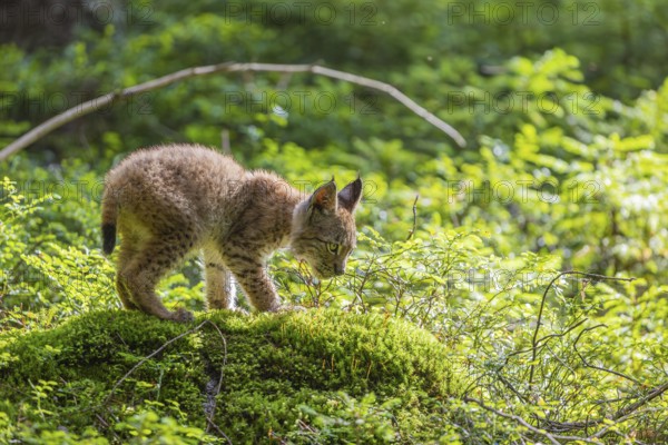 One young (10 weeks old) male Eurasian lynx, (Lynx lynx), walking over a mossy, wet forest floor. Backlit condition