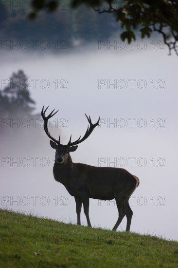A red deer stag (Cervus elaphus) stands in a meadow at dawn. Dense fog covers the forest in the background