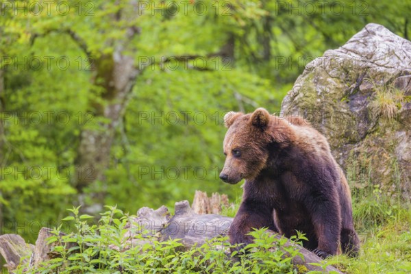 A young male Eurasian brown bear (Ursus arctos arctos) walks up a hilltop, between a rock and a rotting tree