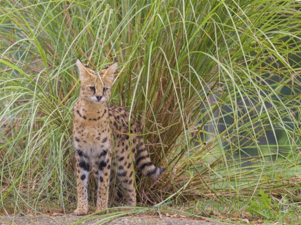 A serval, Leptailurus serval, stands in front of a bush of tall green grass