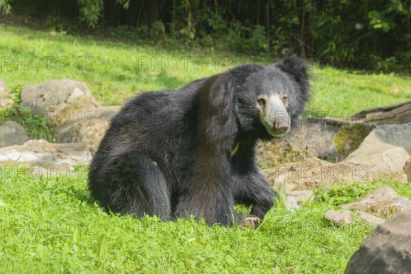 A sloth bear (Melursus ursinus) sits in a meadow with tall grass and stones lying around