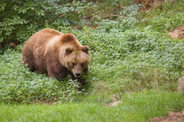 A Kamchatka brown bear (Ursus arctos piscator) runs across a meadow with tall grass between rocks and a forest