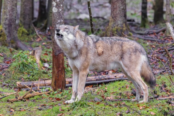 An adult female grey wolf (Canis lupus lupus) stands howling at the edge of the forest on an overcast day