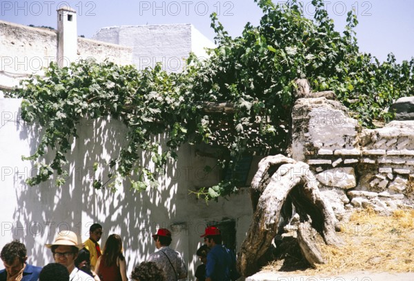 Tour group visits a 400-year-old vineyard, Moulay Idriss Zerhoun, Morocco, North Africa, 1971, Africa