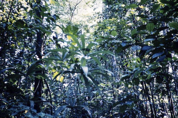 Tropical rainforest vegetation, Guyana, West Indies, South America, 1960 1961, then colony of British Guiana, South America