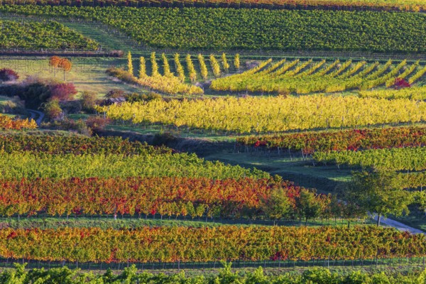 Vineyards near Langenlois, Lower Austria, Austria, Europe