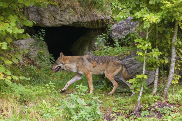 A eurasian gray wolf (Canis lupus lupus) runs along a forest edge through green vegetation, passing a rocky den