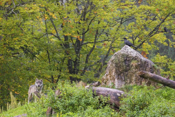 A eurasian gray wolf (Canis lupus lupus) stands on a hill between rocks and logs. A common raven (Corvus corax) sits next to him on rock