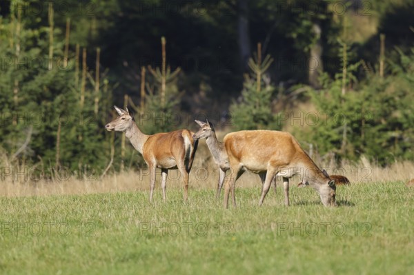 Red deer (Cervus elaphus), hinds grazing in a forest clearing, wildlife, Sauerland, North Rhine-Westphalia, Germany, Europe