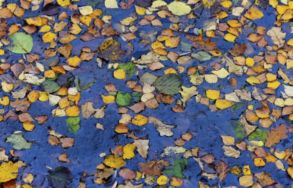 Colourful autumn leaves in the water of a fish pond, Gmünd, Waldviertel, Lower Austria, Austria, Europe