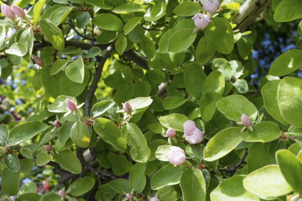 Quince (Cydonia oblonga) in bloom