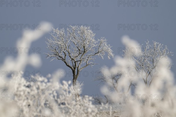 Winter landscape, trees with hoarfrost, Weinviertel near Hadres, Lower Austria, Austria, Europe