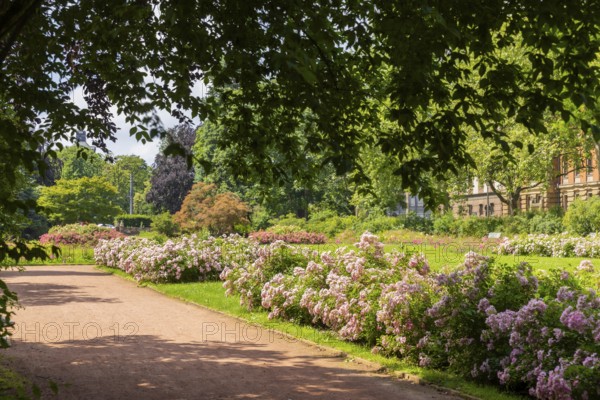 The rose garden is a landscaped garden on the banks of the Neustadt Elbe in Dresden. The rose garden is now a listed building and is open all year round with free admission. On an area of around 29, 500 square metres, you can see trees and shrubs, some of which date back to the time of its creation, as well as around 100 different rose varieties and various sculptures., rose garden Dresden, Dresden, Saxony, Germany, Europe