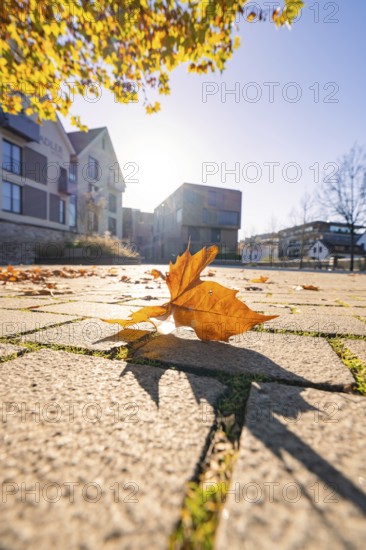 Single autumn leaf on paving stones in sunny surroundings, Nagold, Black Forest, Germany, Europe