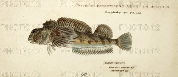 Blennodon dorsale, giant triplefin, fish, reproduction of an original, by Frank Edward Clarke (b. 1849, d. 1899), ichthyologist and scientific draughtsman