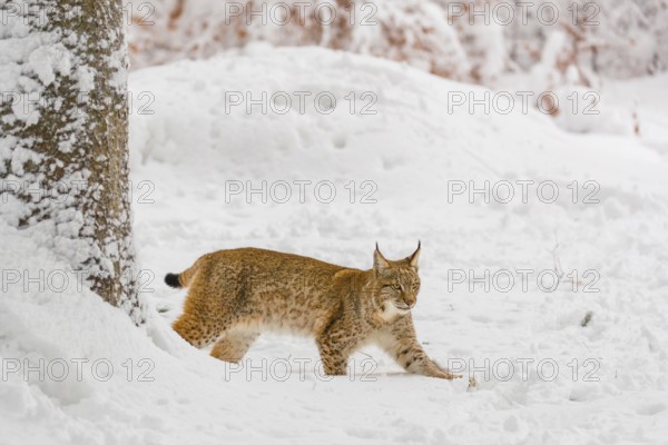 One young male Eurasian lynx, (Lynx lynx), walking through deep snow covered undergrowth in a forest