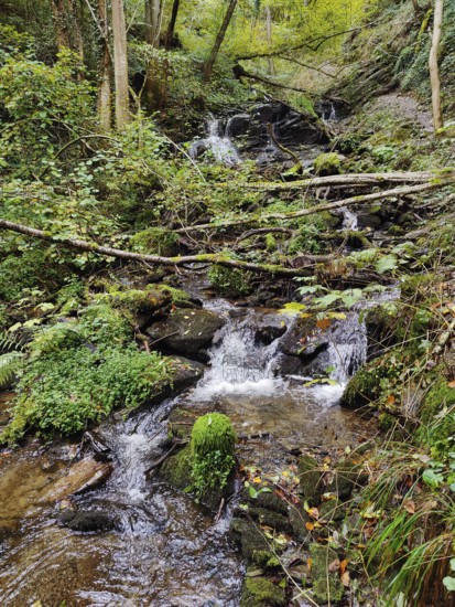 Small waterfall in the Hölzbachklamm gorge, municipality of Morbach, Hunsrück, Rhineland-Palatinate, Germany, Europe