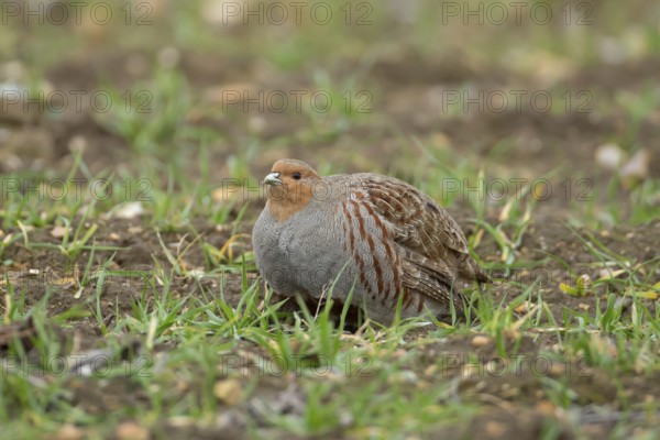 Grey or Hungarian or English partridge (Perdix perdix) adult bird in a farmland cereal field, England, United Kingdom, Europe