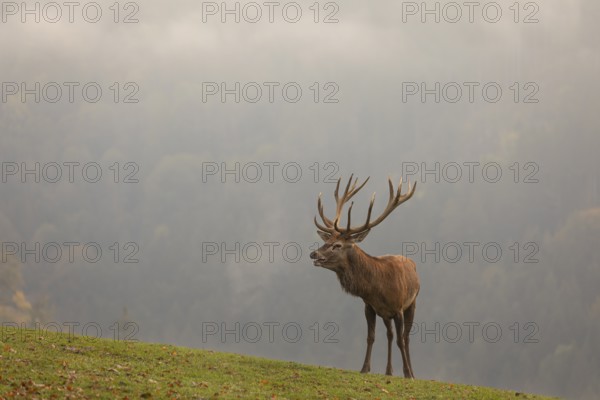 One Red Deer stag (Cervus elaphus) in rutting season, standing calling on a green meadow. A forest in fall foliage and dense fog in the background