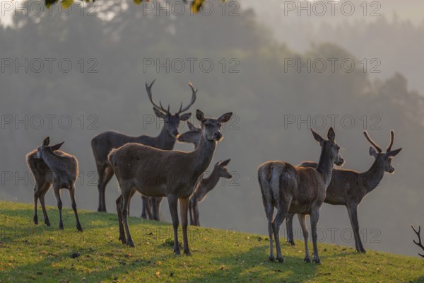 A herd of red deer (Cervus elaphus) standing on a meadow in backlit condition. Fog in the background