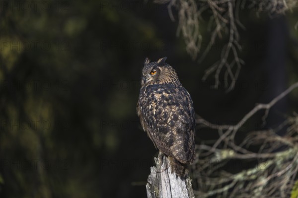 One Eurasian Eagle Owl, Bubo bubo, sitting on grey tree stump, a dark forest in the background. Early morning light