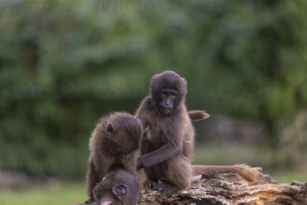 Three baby Gelada (Theropithecus gelada), or bleeding-heart monkey playing on a log. A green forest in the background
