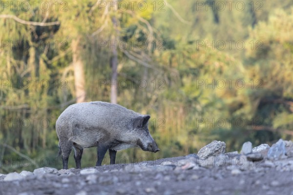 One adult wild boar or wild pig (Sus scrofa) walking over an opening with a green forest in the background