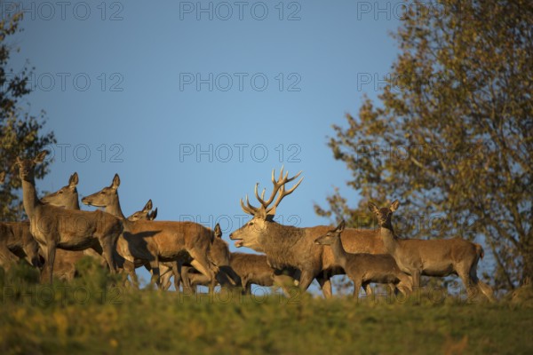 A herd of female red deer standing on a meadow in sweet evening light