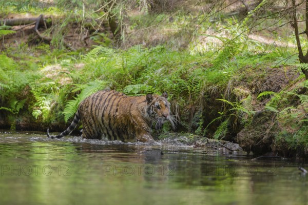 One young female Siberian Tiger, Panthera tigris altaica, walking thru the cool fresh water of a creek deep in a forest
