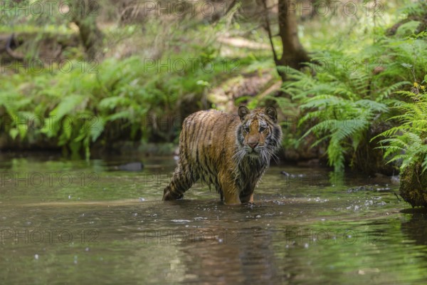 One young female Siberian Tiger, Panthera tigris altaica, walking thru the cool fresh water of a creek deep in a forest