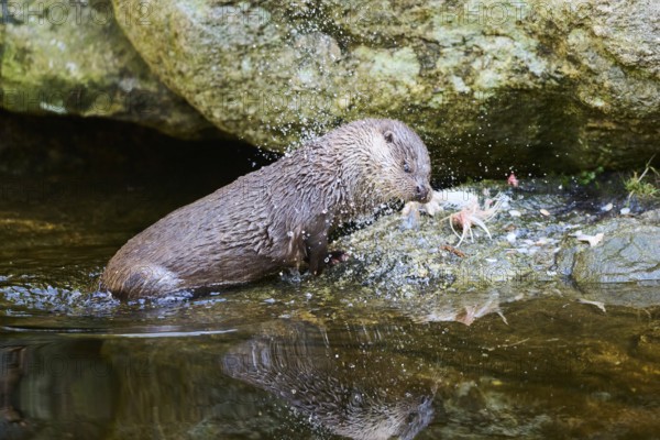 Eurasian otter (Lutra lutra) with a fish on the shore of a little lake in the bavarian forest, Bavaria, Germany, Europe
