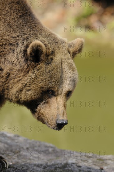 A bear in close-up looks concentrated and attentive, Eurasian brown bear (Ursus arctos arctos), Bavarian Forest National Park