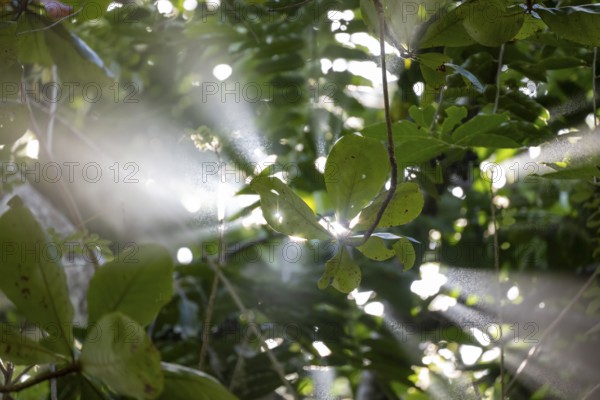 Rays of light fall through the canopy of leaves in the tropical rainforest, light atmosphere, Cahuita National Park, Costa Rica, Central America