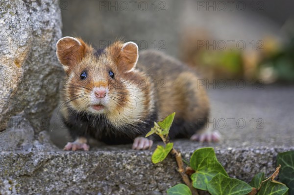 Field hamster (Cricetus cricetus) European hamster, rodent, crepuscular and nocturnal territorial loner, foraging, Austria, Europe