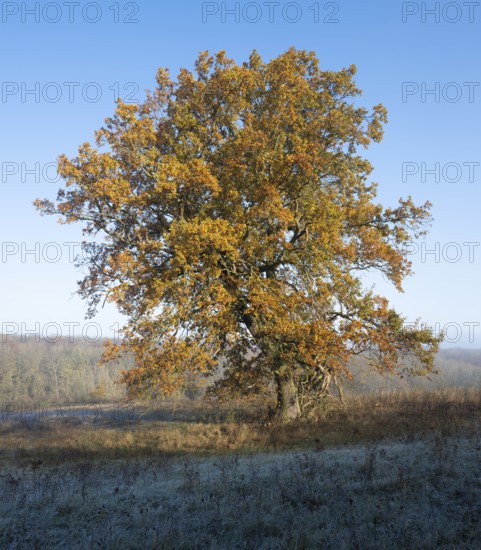 English oak (Quercus robur), solitary tree in a meadow, in autumn with yellow discoloured leaves, grass with hoarfrost, blue sky, Thuringia, Germany, Europe