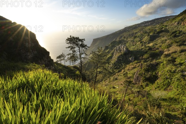 Evening mood, green coastal landscape on a steep cliff, sea and coast, viewpoint Miradouro da Raposeira, Paul do Mar, Madeira, Portugal, Europe