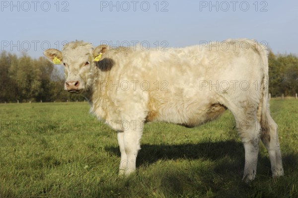Charolais cattle (Bos primigenius taurus) on a pasture, North Rhine-Westphalia, Germany, Europe
