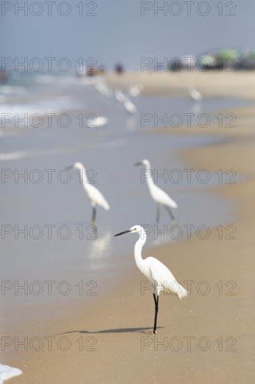 Great egret (Ardea alba, syn.: Casmerodius albus, Egretta alba) at Marari Beach or Strand, Mararikulam, Alappuzha district, Kerala, India, Asia