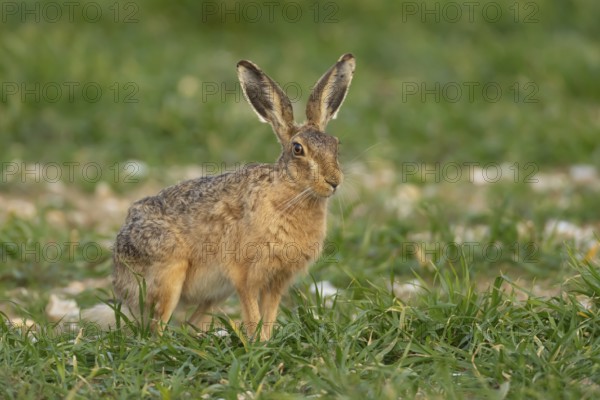 Brown hare (Lepus europaeus) adult animal in a farmland cereal field in springtime, Norfolk, England United Kingdom