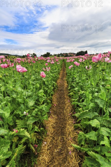 Hiking trail, circular trail in the opium poppy (Papaver somniferum), cultivation of edible poppy, poppy field, pink flowers and seed capsules, Germerode, Meißner, Geo-nature park Park Frau-Holle-Land, Hesse, Germany, Europe