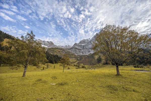 Maple tree with autumn leaves, autumn landscape in Rißtal, Großer Ahornboden, Engalpe, Eng, municipality of Hinterriß, Karwendel Mountains, Alpenpark Karwendel, Tyrol, Austria, Europe