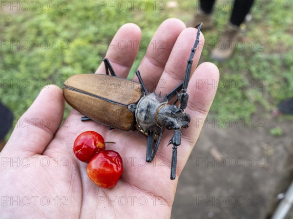 Titan beetle at an farm near Pousada Santa Clara, Nhecolandia, Corumba, Mato Grosso do Sul, Brazil, South America