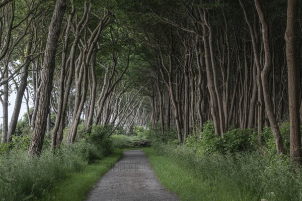 Forest path on the steep coast, Poel Island, Mecklenburg-Western Pomerania, Germany, Europe