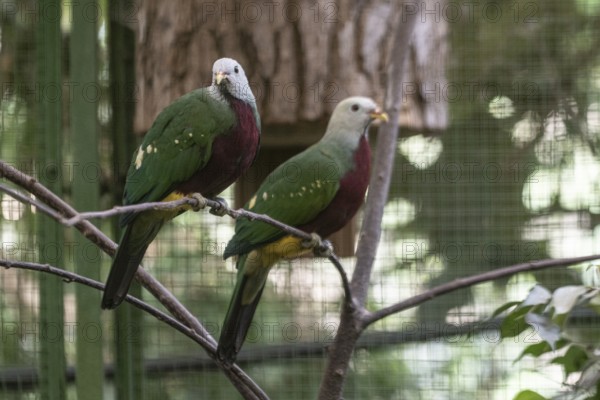 Purple-breasted fruit doves (Ptilinopus magnificus), Vogelpark Walsrode, Lower Saxony, Germany, Europe