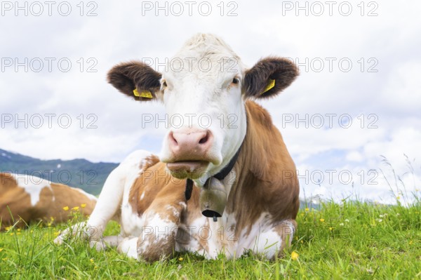 Close-up of a cow lying on a green meadow, mountains in the background under a cloudy sky, Penken, Zillertal, Austria, Europe