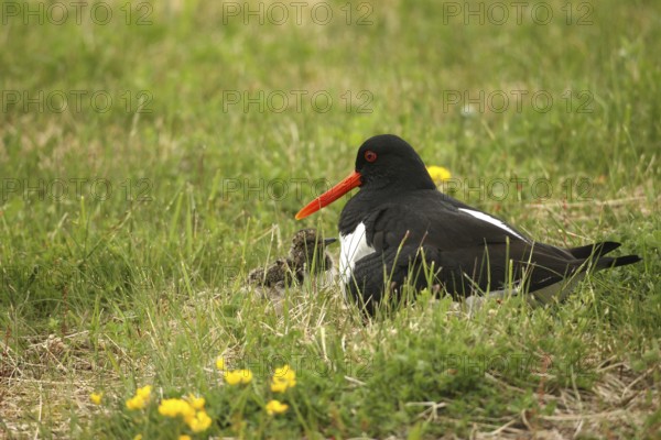 Oystercatcher (Haematopus ostralegus) with a few days old chick, Lofoten, Norway, Scandinavia, Europe