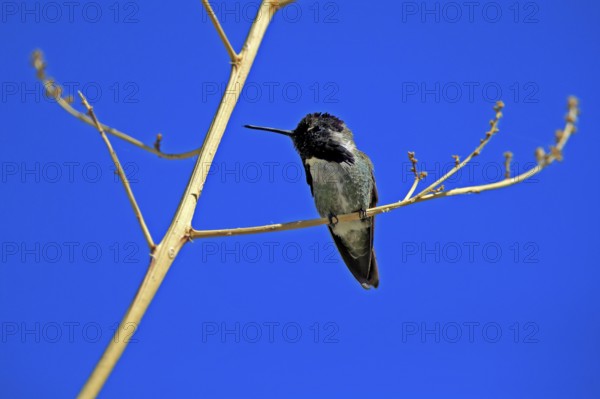 Costacolibri, (Calypte costae), adult, male, in perch, Sonora Desert, Arizona, North America, USA, North America