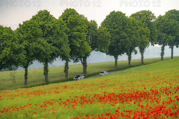 Country road near Warstein, row of trees, cornfield with blooming poppies, Sauerland, North Rhine-Westphalia, Germany, Europe